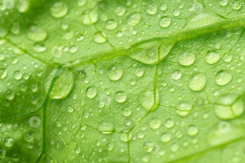 Скачать Капли воды крупным планом на текстуре свежих листьев салата. Избирательный фокус, растительный фон фотосток Ozero