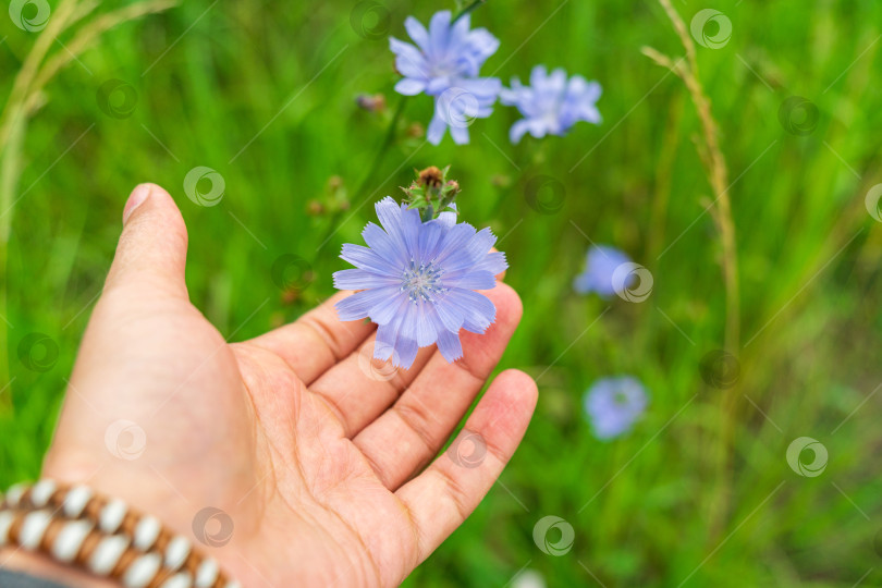 Скачать Голубые цветы натурального цикория на летнем цветочном фоне. Цихориум внутрибрюшинный фотосток Ozero