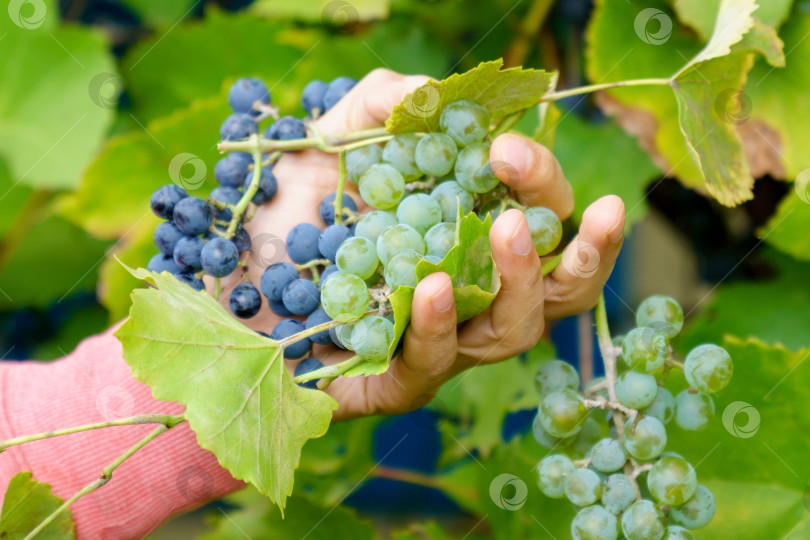 Скачать Зеленый виноград на винограднике смыкается. Осенью собирайте урожай на природе для приготовления еды и вина фотосток Ozero
