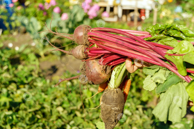 Скачать Осенняя красная свекла, столовая свекла Beta vulgaris. Осенний урожай моркови и свеклы только с грядки. Пространство для копирования фотосток Ozero