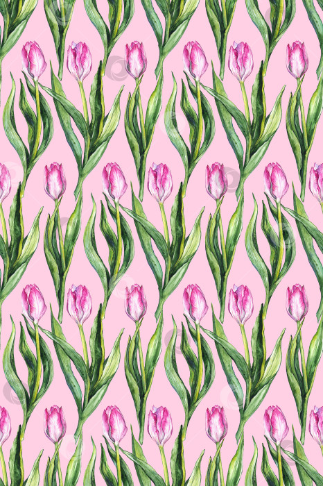 Скачать Акварельный цветок цветочный розовый тюльпан бесшовный фон с рисунком фотосток Ozero