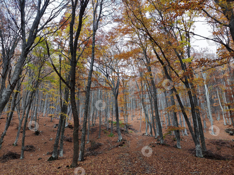 Скачать Осенний крымский лес фотосток Ozero