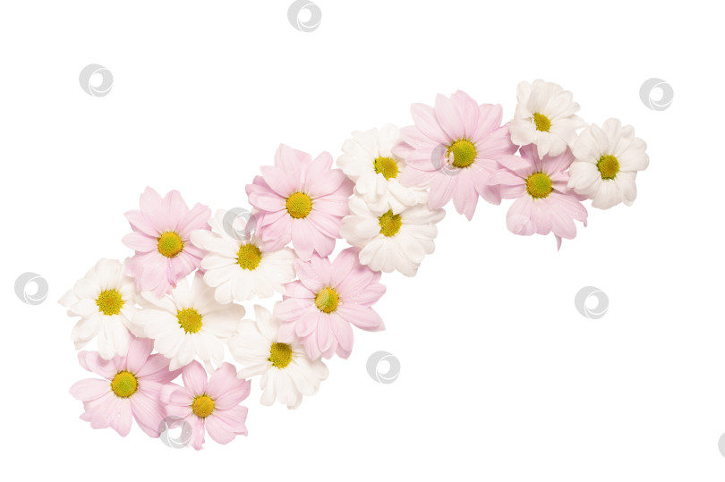 Скачать Цветы хризантемы, выделенные на белом фоне. фотосток Ozero