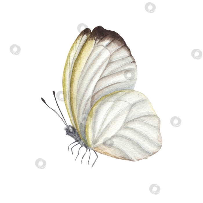 Скачать Акварель капусте бабочки, изолированные на белом фоне. Идеально подходит для обоев, печати, текстиля, детской, скрапбукинг, свадебные приглашения, дизайн баннера, открыток, одежды фотосток Ozero