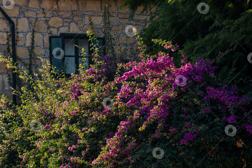 Скачать цветущая бугенвиллея на фоне стены старого дома фотосток Ozero