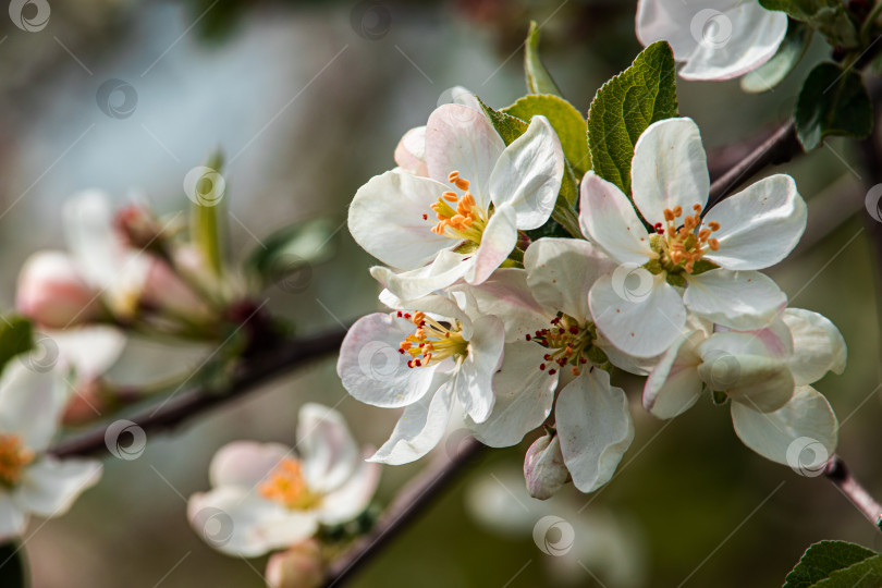 Скачать Цветущая яблоневая ветка с крупными белыми цветами. фотосток Ozero