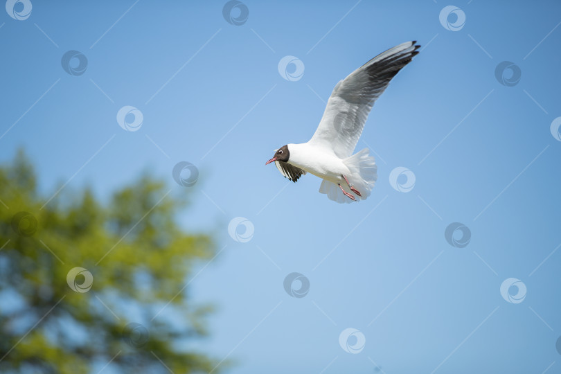 Скачать Парящая чайка фотосток Ozero