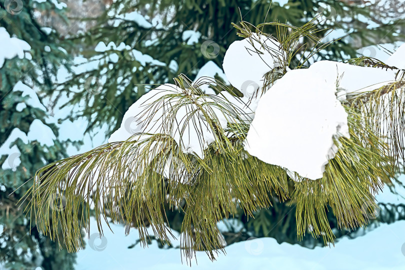 Скачать Хвойные деревья под снегом в зимнем лесу. фотосток Ozero