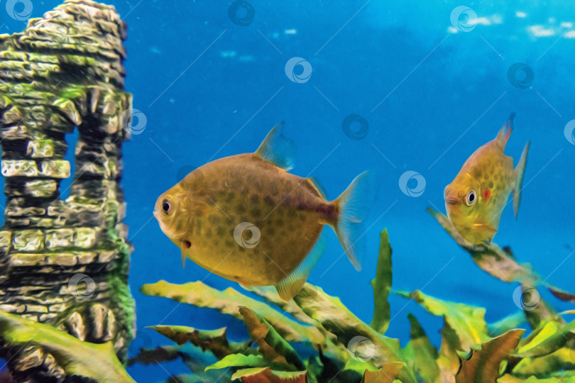 Скачать Аквариумные рыбки в пресноводном аквариуме. фотосток Ozero