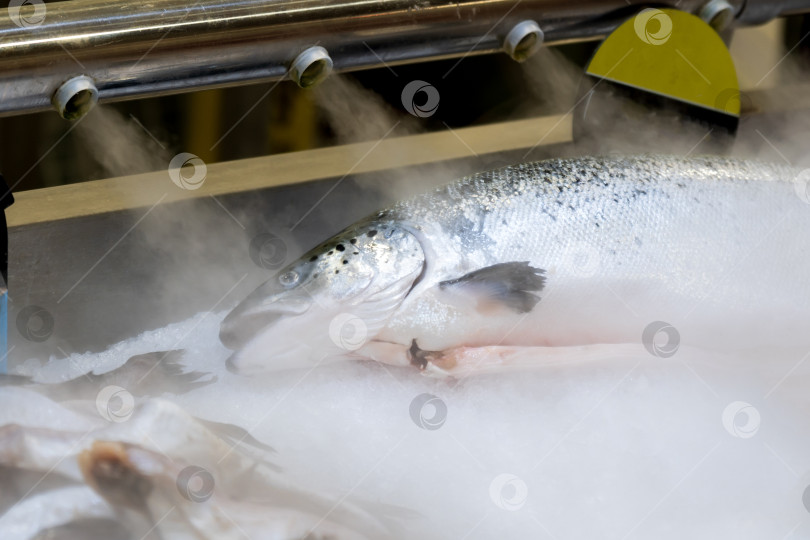 Скачать Свежая рыба лосось на прилавках гипермаркета, охлажденная холодным паром. Избирательный фокус фотосток Ozero