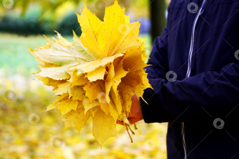 Скачать Охапка листьев у него в руках. фотосток Ozero