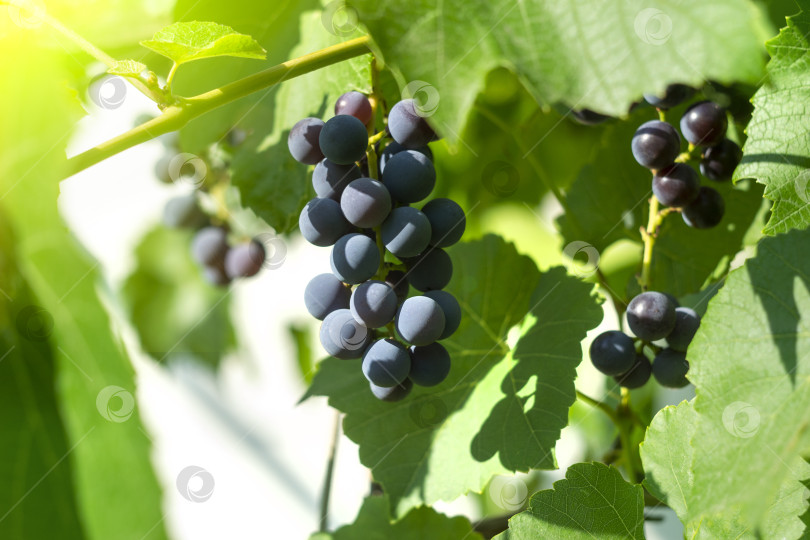 Скачать Спелый виноград на лозе, растущей на винограднике во время заката, пространство для копирования, избирательный фокус. фотосток Ozero