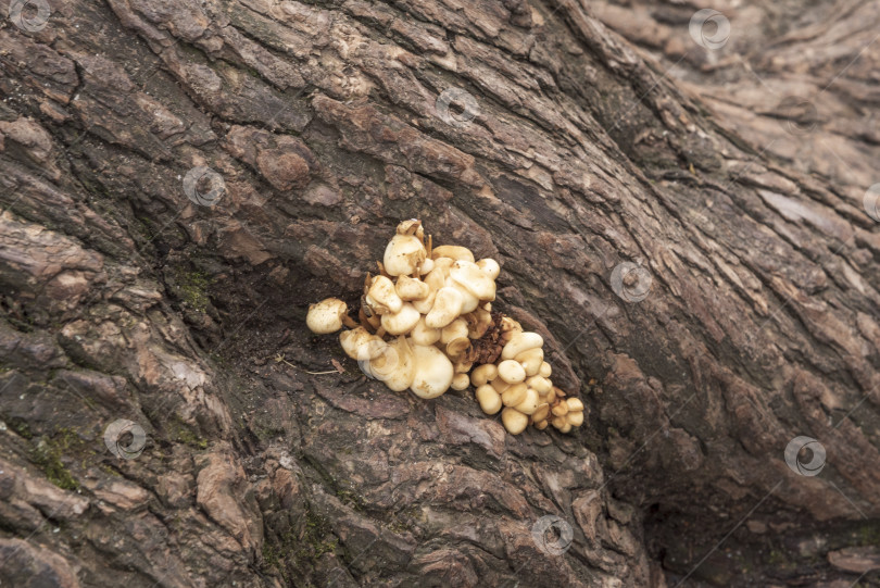 Скачать Симбиоз дерева с грибами. фотосток Ozero