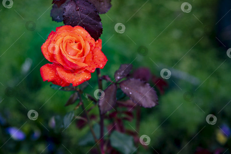 Скачать Красная роза после дождя. фотосток Ozero