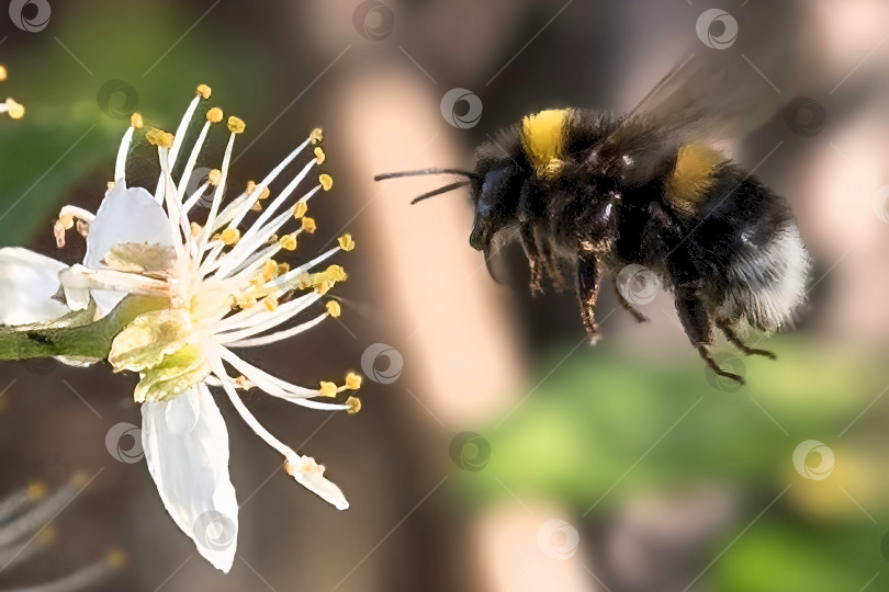 Скачать Весеннее утро, эксклюзивный завтрак bee фотосток Ozero