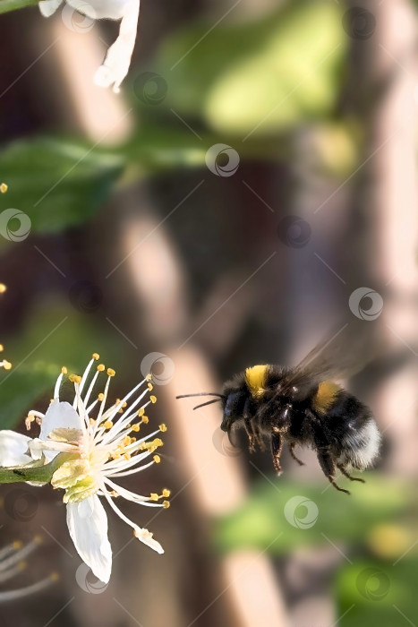 Скачать Весеннее утро, эксклюзивный завтрак bee фотосток Ozero