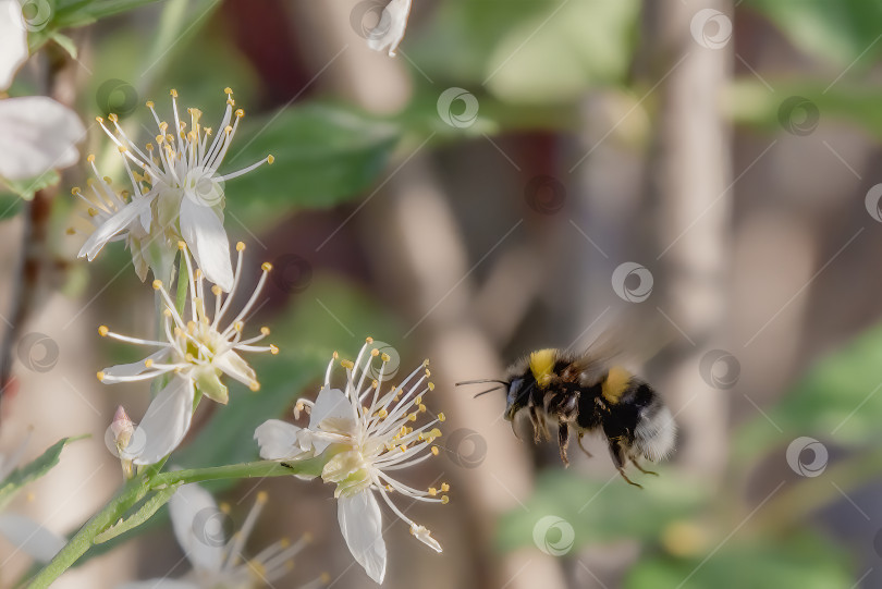 Скачать Весеннее утро, эксклюзивный завтрак bee фотосток Ozero