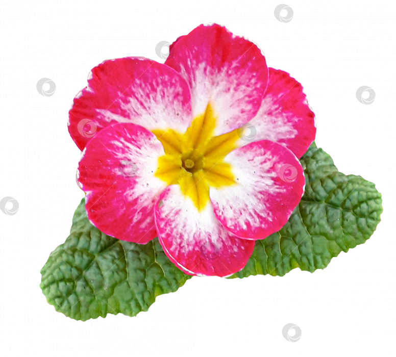 Скачать Цветок розовой примулы крупным планом. Весенние цветы. PNG фотосток Ozero