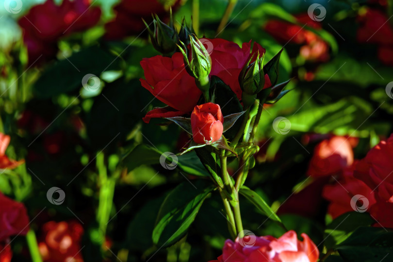 Скачать Цветы чайной розы в саду фотосток Ozero