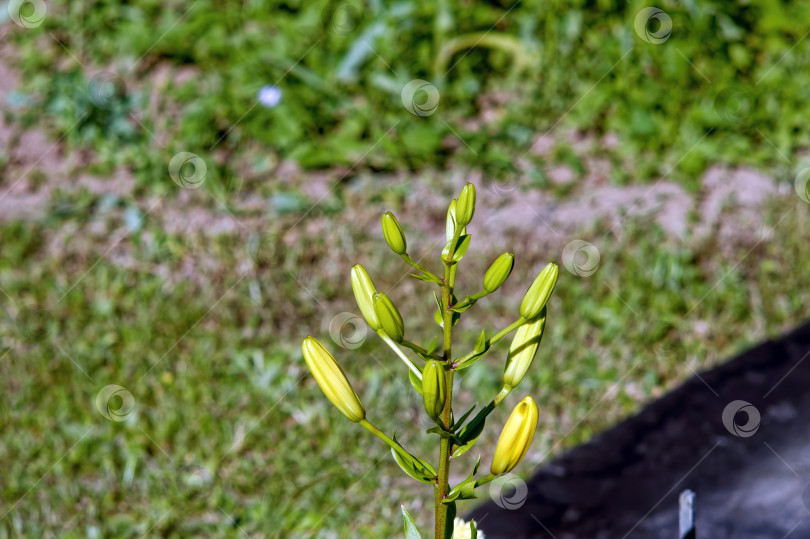 Скачать Нераспустившаяся лилия в саду фотосток Ozero