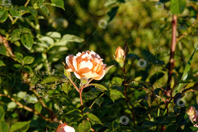 Скачать Цветы чайной розы в саду фотосток Ozero
