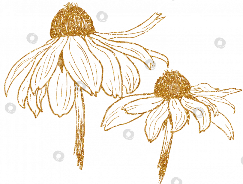 Скачать Два цветка в золотом обрамлении. PNG фотосток Ozero