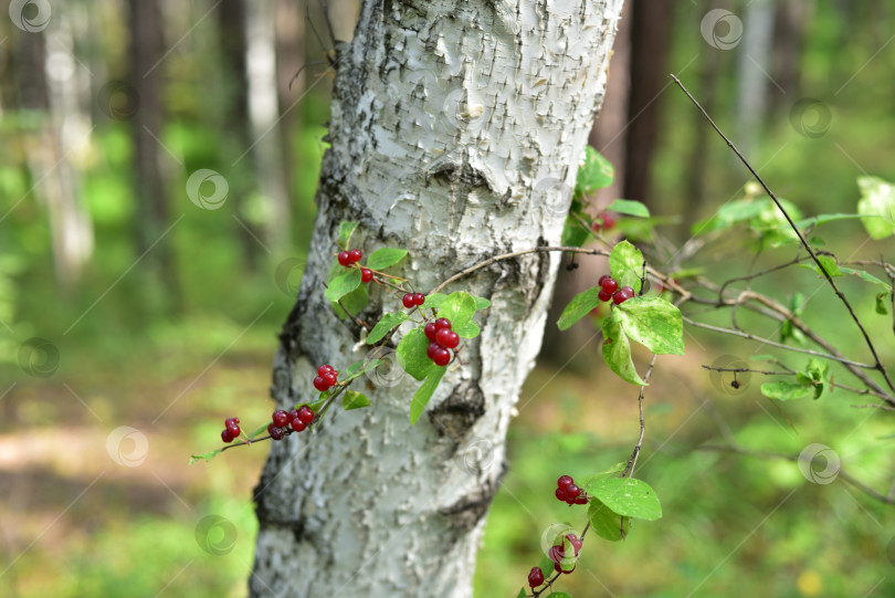 Скачать Настоящая жимолость - Lonicera xylosteum фотосток Ozero