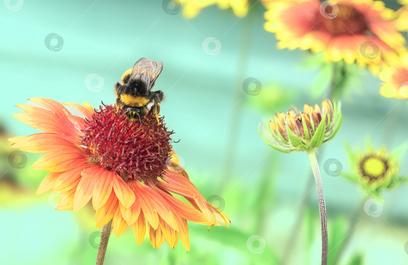 Скачать Пчела собирает нектар с цветов Рудбекии. фотосток Ozero