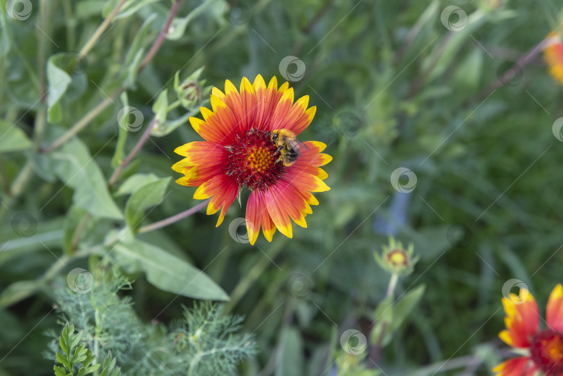 Скачать Пчела собирает нектар с цветов Рудбекии. фотосток Ozero
