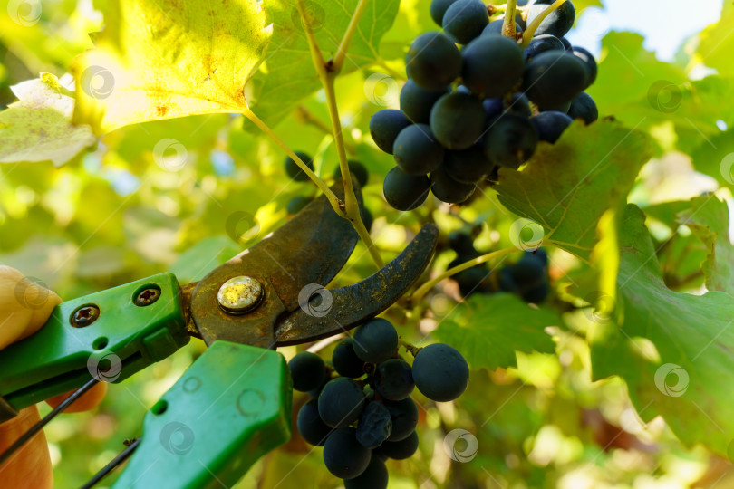 Скачать Обрежьте виноградник стальными ножницами. Традиционное сельское хозяйство. Избирательный фокус фотосток Ozero