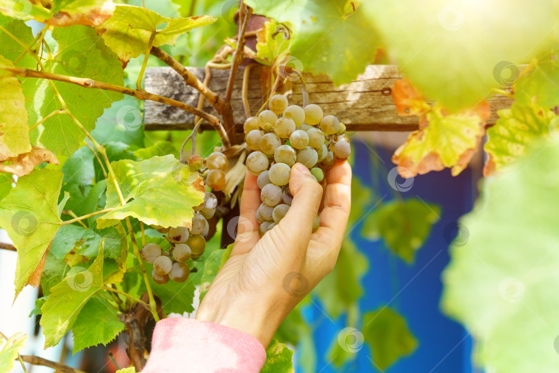 Скачать Гроздь винограда на лозе. Крупный план свежего винограда для красного вина на ферме. фотосток Ozero