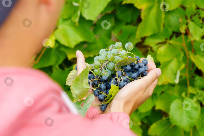Скачать Виноградная лоза на виноградниках. Виноград на плантации крупным планом. Избирательный фокус фотосток Ozero