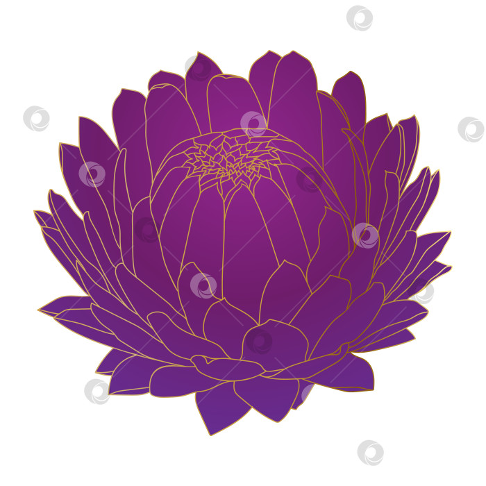 Скачать Цветок хризантемы. Красивый пурпурный цветок с золотистой окантовкой фотосток Ozero