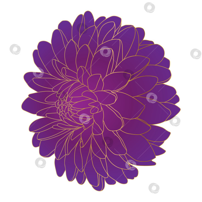 Скачать Цветок хризантемы. Красивый пурпурный цветок с золотистым отливом фотосток Ozero