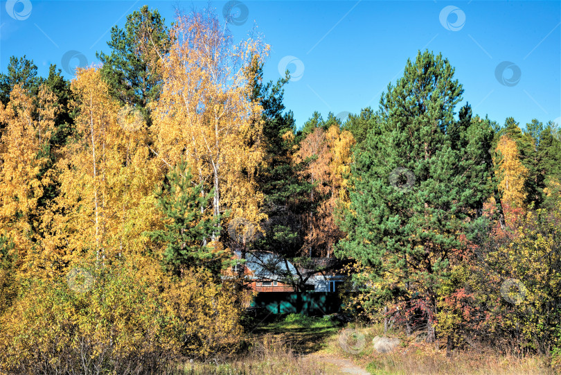 Скачать Яркие краски осени в смешанном лесу. фотосток Ozero