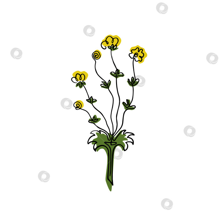 Скачать Линейный цветок лютик с цветовыми пятнами на белом фоне фотосток Ozero