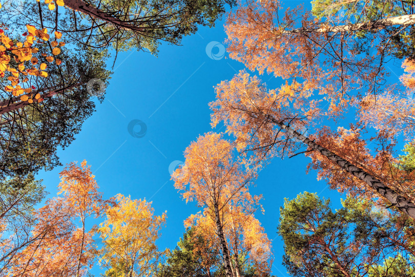 Скачать Яркие краски осени в смешанном лесу. фотосток Ozero