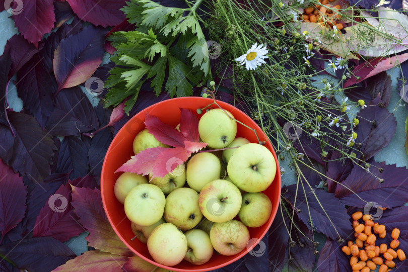Скачать Осенний натюрморт с яблоками и терновником. фотосток Ozero