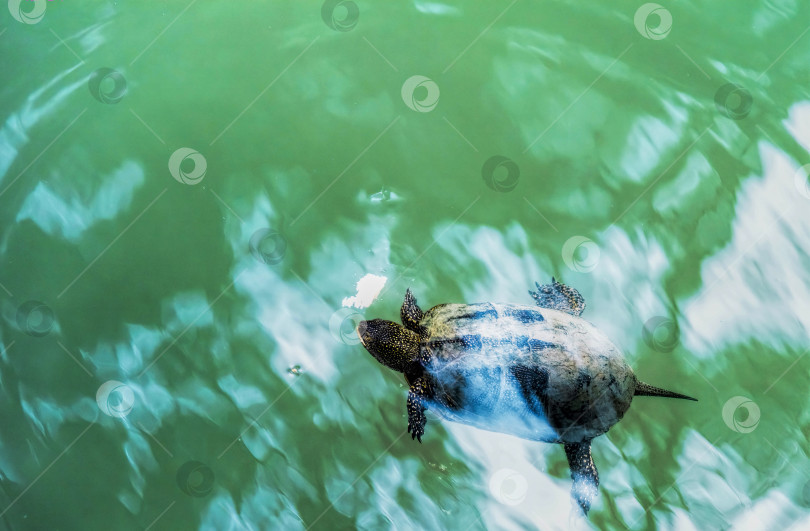 Скачать Черепаха плавает в пруду летним днем. фотосток Ozero