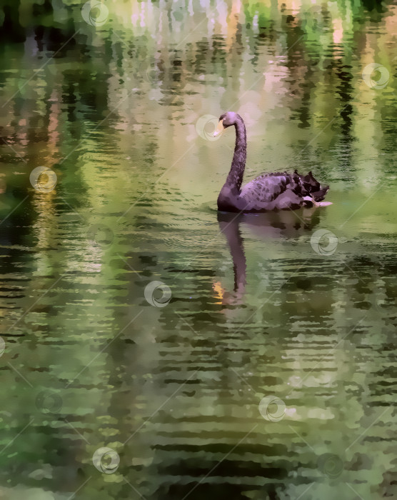 Скачать Черепаха плавает в пруду летним днем. фотосток Ozero