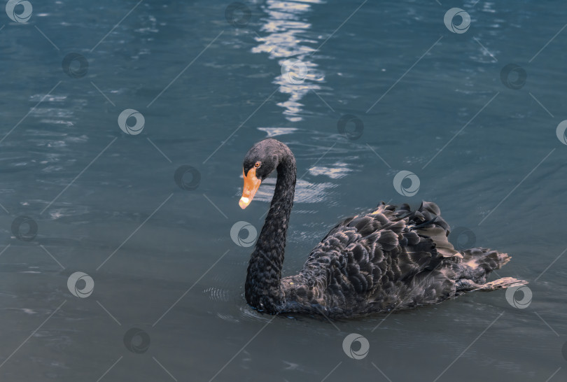 Скачать Черный лебедь на пруду. фотосток Ozero
