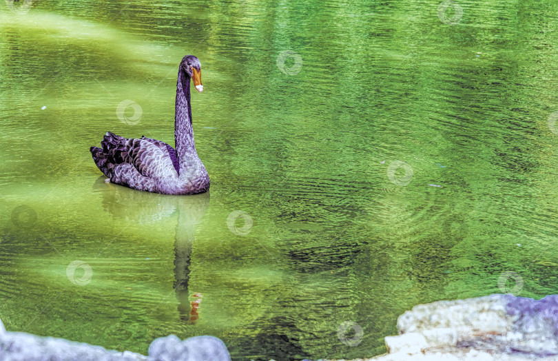 Скачать Черный лебедь на пруду летним днем. фотосток Ozero