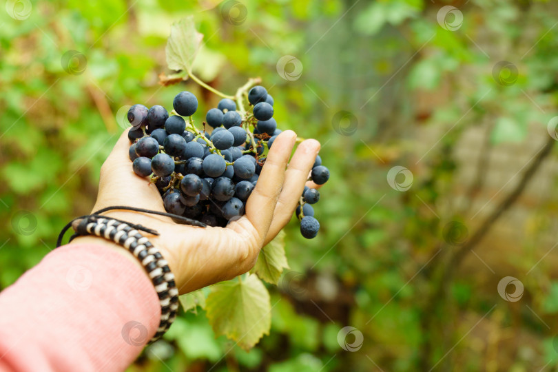 Скачать Гроздь черного винограда на лозе. Крупный план свежего винограда для красного вина на ферме. фотосток Ozero