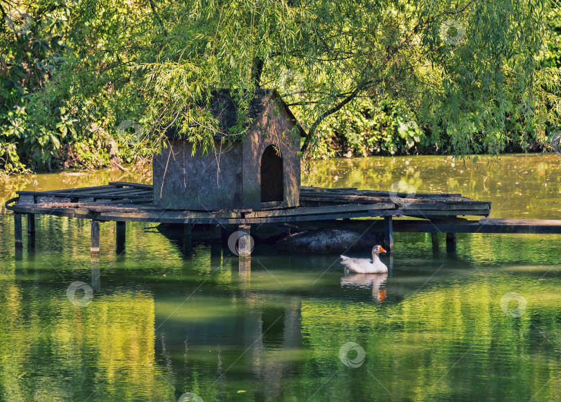 Скачать Белая утка плавает в пруду рядом с домом на воде. фотосток Ozero