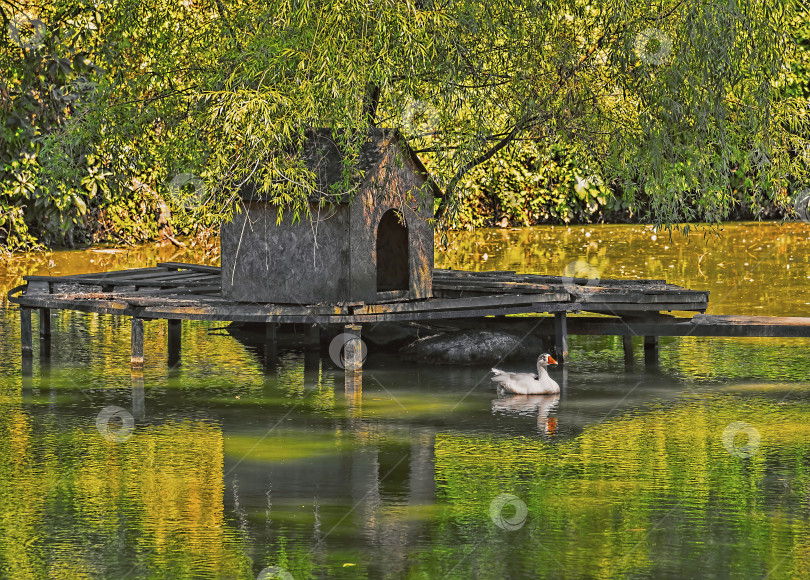 Скачать Белая утка плавает в пруду рядом с домом на воде. фотосток Ozero
