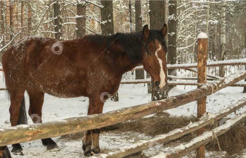 Скачать Лошади в зимнем лесу. фотосток Ozero