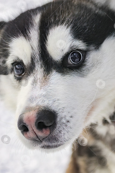 Скачать Портрет собаки породы хаски крупным планом фотосток Ozero