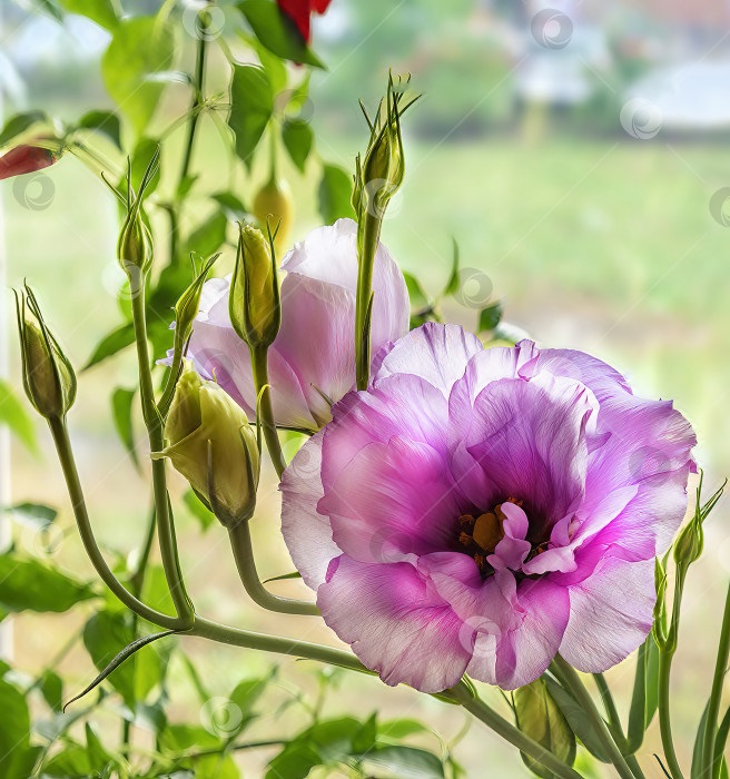 Скачать Крупный план розового цветка эустомы фотосток Ozero