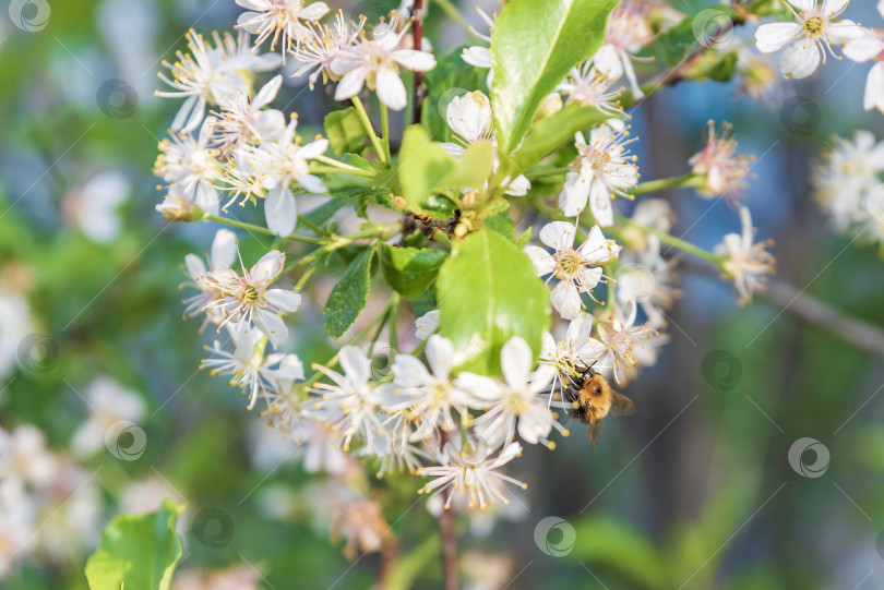 Скачать Весеннее утро, эксклюзивный завтрак bee фотосток Ozero