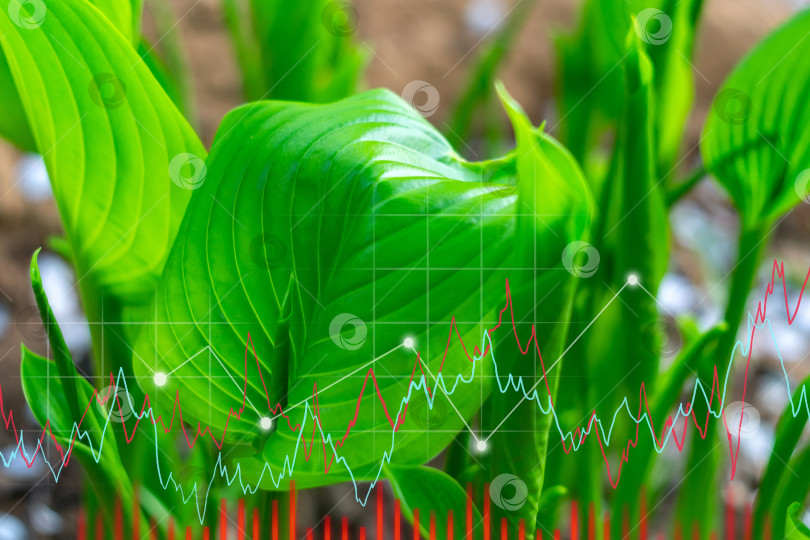 Скачать Диаграмма роста растений. Концепция роста бизнеса, прибыли, развития и успеха. фотосток Ozero